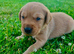 Labrador retriever puppies