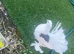 INDIAN FANTAIL