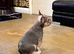 5 STAR FRENCH BULLDOGS