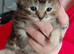 Maine coon x tabby