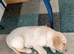 LLanfynydd pups for sale
