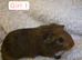 Abyssinian x californian guinea pigs