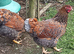 Quality large fowl