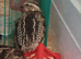 Male quails