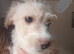 Fully vaccinated*Jackapoo .. ️( Cockapoo x Jack Russell Ready NOW