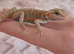Red hypo translucent with blue bars Possible female