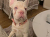 Pink rope French bulldog for rehome