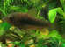 Bronze Corydoras Aeneus  1 male + 1 female. Fast delivery within mainland UK.