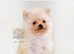 KC DNA SHORT MUZZLE MINIATURE POMERANIAN PUPPIES