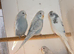Baby budgies x 10 looking for new homes
