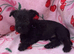 Scottish terrier x miniature schnauzer