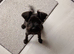 1 year old miniature schnauzer for sale