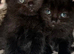 RagDoll X Kittens