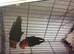 Pair of lovebirds