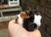 Female guinea pigs to go in pairs