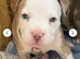 Pocket American Bully Puppies