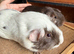 Dalmatian Guinea Pig and Chocolate Self