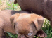 Three chocolate Griffon Boys