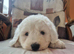 Ikc registered old english sheepdog puppies