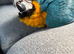 Handreared Baby blue and gold