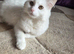 Adorable Kittens Looking for Their Forever Homes