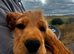 Golden Show Cocker Spaniel Boy