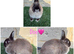 Pure breed Netherlands dwarf does