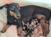 KC Reg Miniature Dachshunds