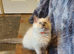 Beautiful GCCF Registered Ragdoll Kittens.
