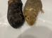 2 male Guinea Pigs for Sale