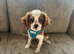 Cavalier King Charles