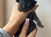Maine coon x ragdoll black smoke female