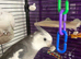 6 year s old white face male