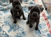 Beautiful KC registered Blue Staffordshire bull terriers