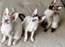 Cornish Rex Kittens &ndash; Ready Now