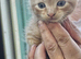 Ginger boy