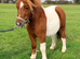 Lovely Shetland registered gelding.
