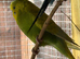Budgies for sale