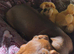 choc/red mini dachshund