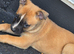 Belgian mallionas x staffy pups