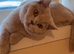 Stunning Lilac chunky british short hair kittens