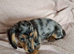 Gorgeous longhaired miniature dachshund - silver dapple boys