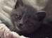 Scottish fold kittens