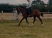 Most beautiful gelding based winterton on sea