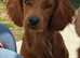 Red cocker spaniel stud available