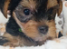 YORKSHIRE TERRIER PUPPIES READY NOW