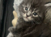 Full Maine Coon Kittens For Sale - 5 left