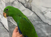 Baby HabdReared Super Tame Cuddly Eclectus Parrot,29