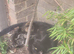 Beautiful litter of 5 kittens looking for loving homes