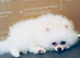 Stunning White Pom Girl for Sale